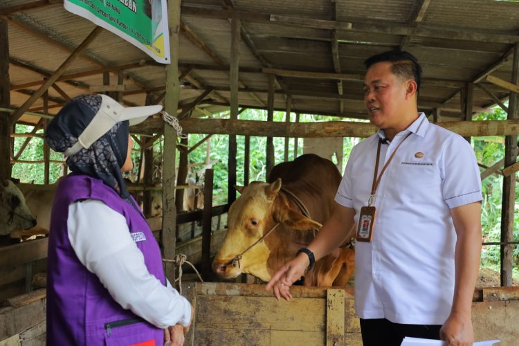 Berat Sapi Kurban Presiden RI Prabowo Subianto di Pekanbaru Hampir 1 Ton, Tim Distankan Cek Kondisi Kesehatan