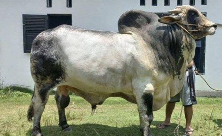 Jelang Hari Raya Idul Adha 1447 Hijriah, Riau Dapat 14 Ekor Sapi Kurban Bantuan Presiden Prabowo Subianto