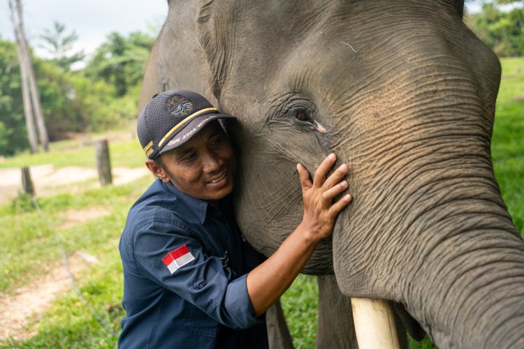 Harmoni di Tanah Balai Raja Bengkalis, Saat Sang Gajah dan Manusia Berbagi Ruang Kehidupan