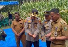 Wujud Nyata Asta Cita, Polres Kuansing dan Masyarakat Sukses Panen Raya Jagung di Sungai Bawang