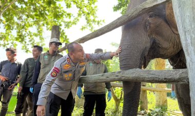 Kapolda Riau Irjen Herry Heryawan Beri Nama Nona Seroja, Bayi Gajah Baru Lahir di TNTN