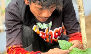 Menyemai Harapan dari Pohon Cabai, Kisah Abdul Rozzaq Kepala Keluarga Penyintas Banjir Sumatera