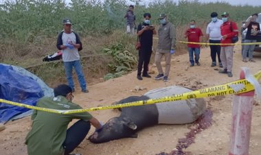 Seekor Tapir Jantan Ditemukan Mati di Jalan Koridor RAPP Estate Baserah Kuasing, Diduga Dihantam Truk