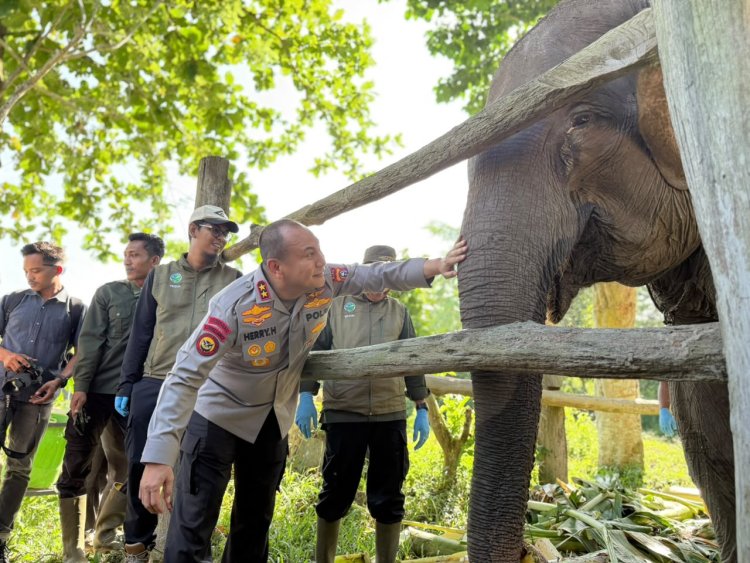 Kapolda Riau Irjen Herry Heryawan Beri Nama Nona Seroja, Bayi Gajah Baru Lahir di TNTN