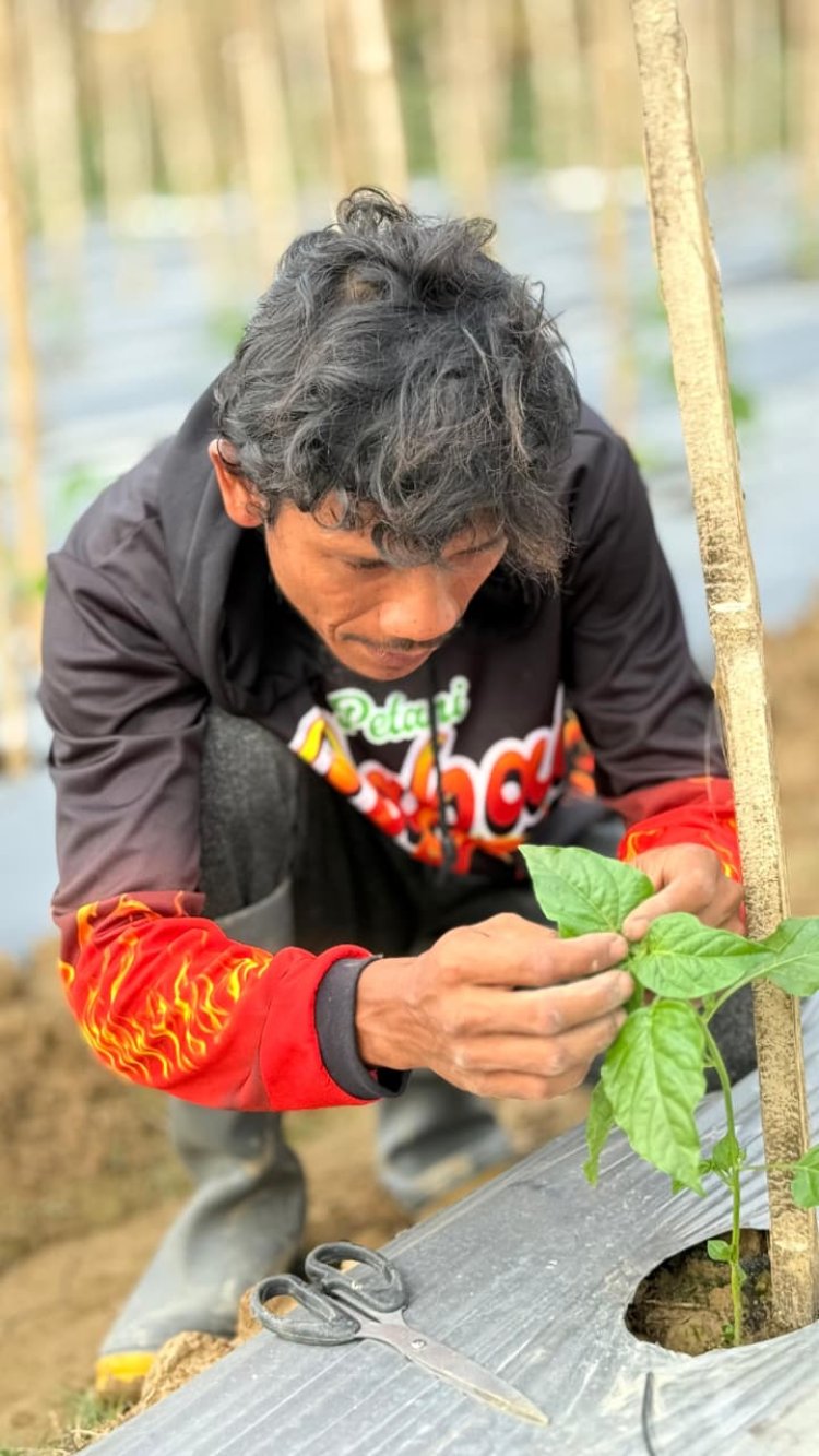 Menyemai Harapan dari Pohon Cabai, Kisah Abdul Rozzaq Kepala Keluarga Penyintas Banjir Sumatera