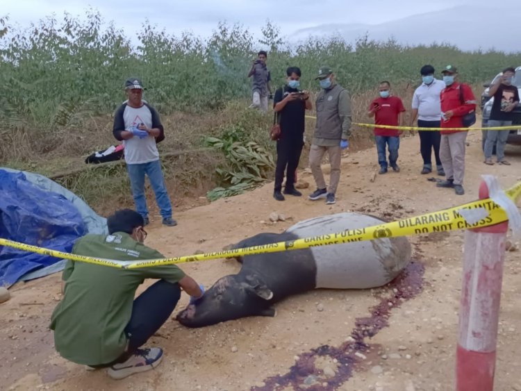 Seekor Tapir Jantan Ditemukan Mati di Jalan Koridor RAPP Estate Baserah Kuasing, Diduga Dihantam Truk