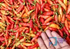 Harga Perhiasan Emas hingga Cabai Rawit Jadi Pemicu Inflasi Tahunan Riau 4,55 Persen pada Juni 2026, Tertinggi di Kampar 4,90 Persen