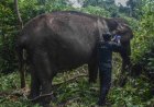 Seekor Gajah Betina Usia 60 Tahun Jalani Hidup sebagai Petualang Soliter di Hutan Tanaman Industri Estate Ukui Pelalawan
