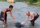 Ditemukan Mayat Pria Mengapung di Sungai Rokan, Polisi Pastikan Tak Ada Tanda Kekerasan