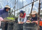 Manisnya Melon Premium untuk Petani Milenial Berkat Sentuhan Chaidir Saleh, Mentor Sekolah Lapang Pertamina EP Field Rantau