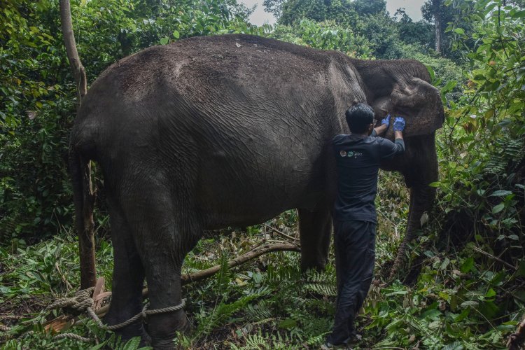 Seekor Gajah Betina Usia 60 Tahun Jalani Hidup sebagai Petualang Soliter di Hutan Tanaman Industri Estate Ukui Pelalawan
