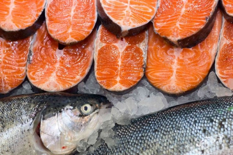 Salmon dan Ikan Kembung, Benarkah Sama-sama Bikin Otak Encer?