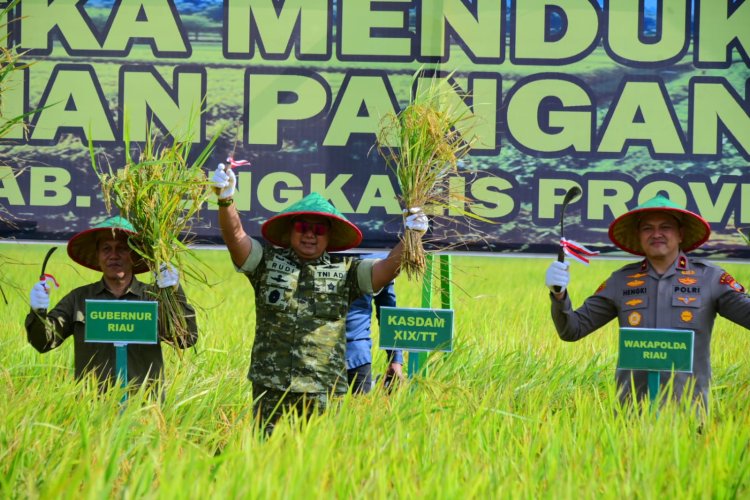 Kodam XIX Tuanku Tambusai Dukung Swasembada Pangan, Panen Raya Bengkalis Perkuat Sinergi TNI dan Masyarakat