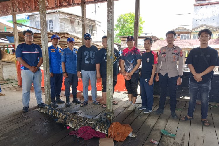 Warga Gaung Inhil Evakuasi Seekor Buaya Muara Sejak Tengah Malam hingga Dini Hari