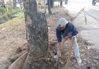 28 Batang Pohon di Pinggir Jalan Dipindahkan DLHK Pekanbaru ke Kompleks Perkantoran Pemko, Terdampak Pelebaran Jalan