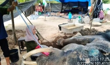 Jovi Gajah Binaan BBKSDA Riau Mati di PLG Minas, Berjuang 34 Hari Lawan Sakit