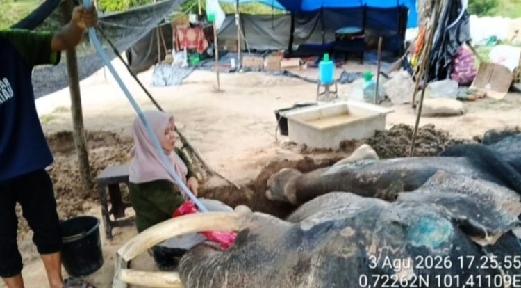 Jovi Gajah Binaan BBKSDA Riau Mati di PLG Minas, Berjuang 34 Hari Lawan Sakit