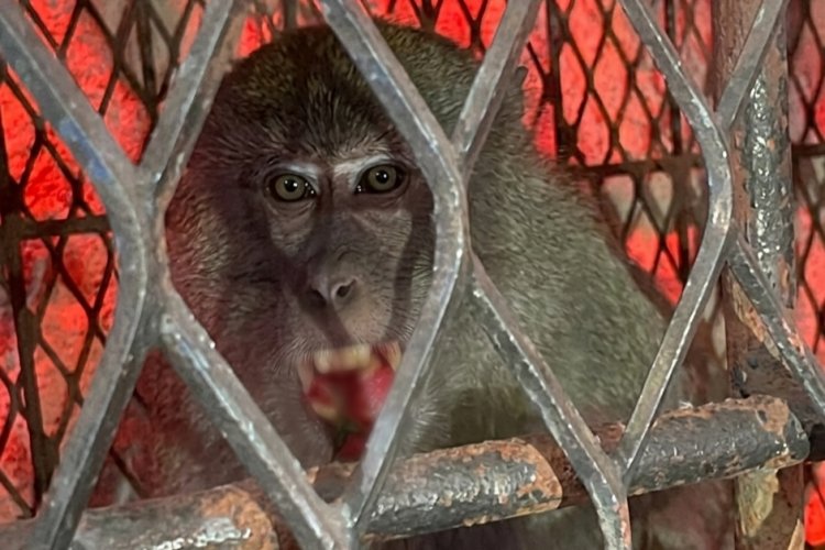 Seekor Monyet Peneror Warga Tembilahan Berhasil Ditangkap, 18 Orang Jadi Korban serangan