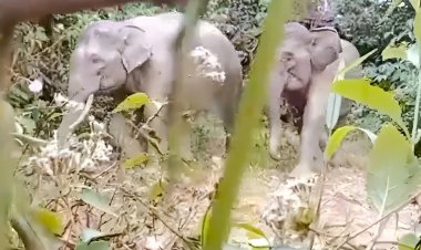 PHE NSO Kembalikan Jalan Pulang Gajah Melalui Restorasi Lahan Kritis di Aceh Utara