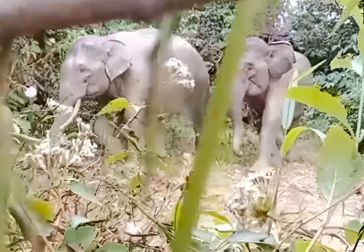 PHE NSO Kembalikan Jalan Pulang Gajah Melalui Restorasi Lahan Kritis di Aceh Utara
