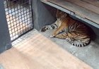 Harimau Sumatera Terjebak Box Trap di Lanskap Semenanjung Kampar Dititipkan BBKSDA Riau di Lembaga Konservasi Kasang Kulim