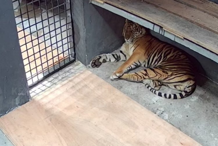 Harimau Sumatera Terjebak Box Trap di Lanskap Semenanjung Kampar Dititipkan BBKSDA Riau di Lembaga Konservasi Kasang Kulim